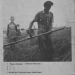 kaszalas-az-50es-evekben